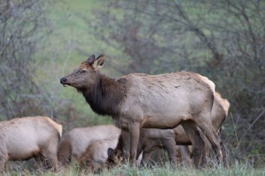 Arka planda geyik sürüsü olan bir geyik..
