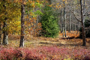 Sonbahar mevsimindeki güzel renklerin manzarası.