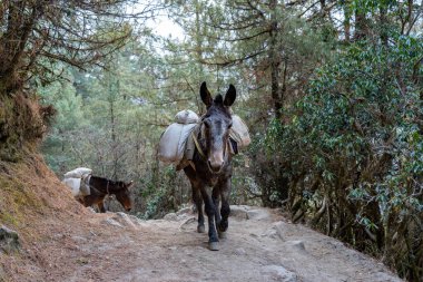 Nepal 'in Himalaya Dağlarında Bir Katır Treni.