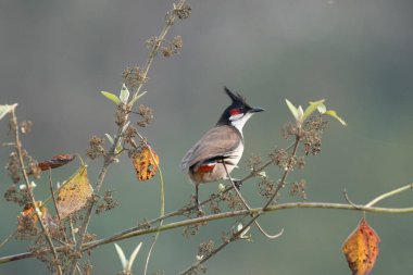Kırmızı bıyıklı bir bulbul ormanda tohum yiyor..