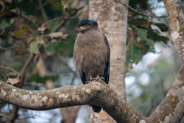 Ormandaki bir dala tünemiş yılan kartalı..