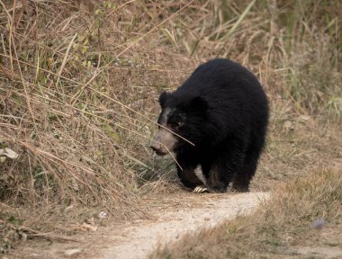 Nepal 'deki Chitwan Ulusal Parkı' nda miskin bir ayı..