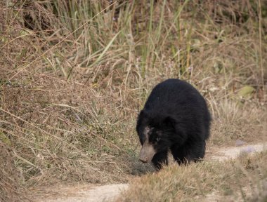 Nepal 'deki Chitwan Ulusal Parkı' nda miskin bir ayı..