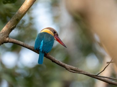 Leylek gagalı bir balıkçı ormandaki bir dala tünemiş..