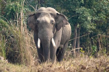 Nepal 'deki Chitwan Ulusal Parkı' nda vahşi bir fil..