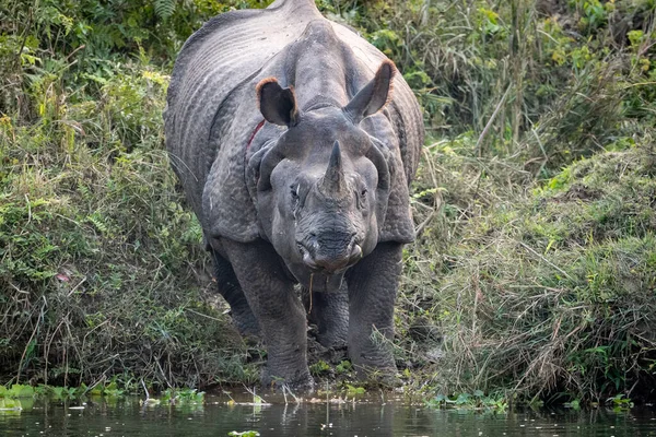 A one horned rhino eating water plants in Chitwan National Park in Nepal.