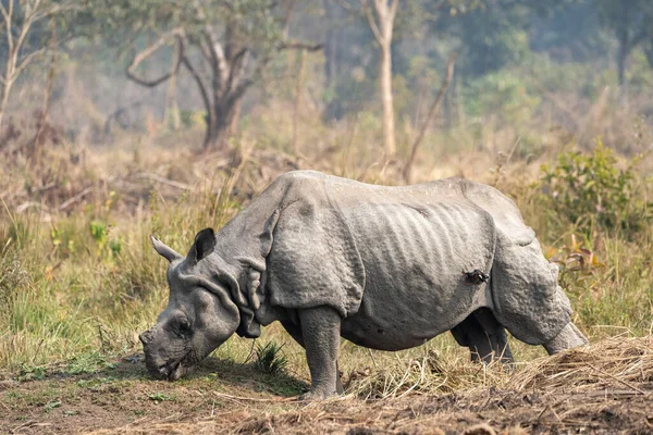 A one horned rhino eating plants in Chitwan National Park in Nepal.