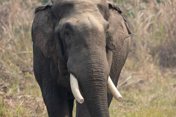 A wild elephant in the jungles of the Chitwan National Park in Nepal.
