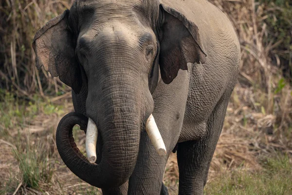 A wild elephant in the jungles of the Chitwan National Park in Nepal.