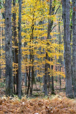 Ormanda sonbaharın güzel bir arka planı.