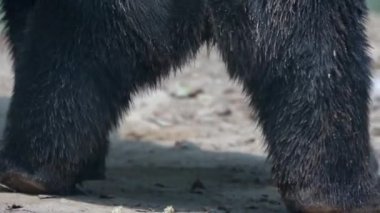 Bir Himalaya ayısının bir hayvanat bahçesindeki esaret altında yürürken bacaklarının yakın görüntüsü..