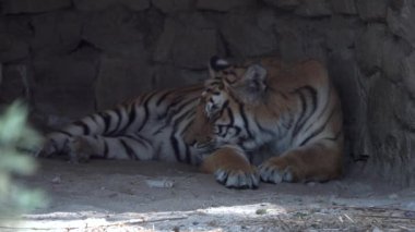 Hayvanat bahçesindeki mağarada uyuyan Bengal kaplanı..