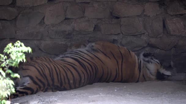 Bengalisk Tiger Sover Sin Grotta Inne Ett Zoo — Stockvideo