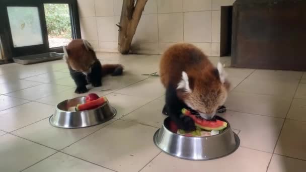 Два Красных Панды Едят Ланч Фруктами Зоопарке — стоковое видео
