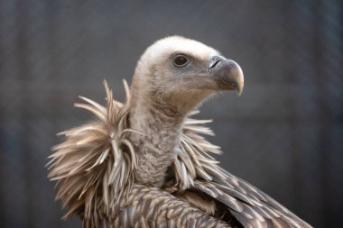 Nesli tükenmekte olan Himalaya Griffon akbabasının hayvanat bahçesinde tutsak bir portresi..