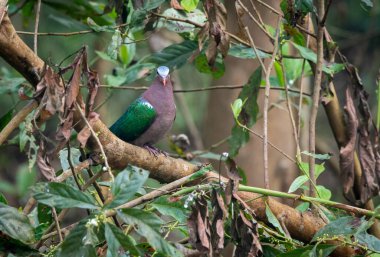 Gündüz vakti ormanda bir ağaç dalına tünemiş bir zümrüt güvercin..