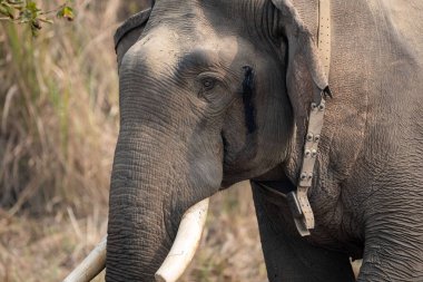 Kafasının kenarında bir yara ve boynunda bir radyo tasması olan vahşi bir filin yan görüntüsü..