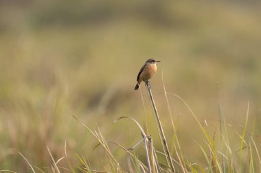 Bir Pied Bushchat açık hava çayırlarında bir çim sapı üzerinde oturan.