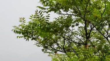 Rüzgarda esen ağaçtaki taze yeşil yapraklar beyaz bir arkaplana karşı.