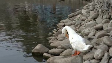 Suda yüzen balıklarla gölün kıyısında tüylerini diken diken beyaz bir ördek..