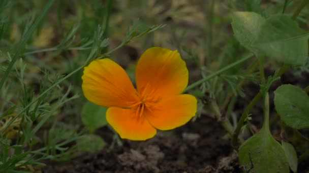 Floare Portocalie Suflă Vânt Timpul Zilei Aer Liber — Videoclip de stoc