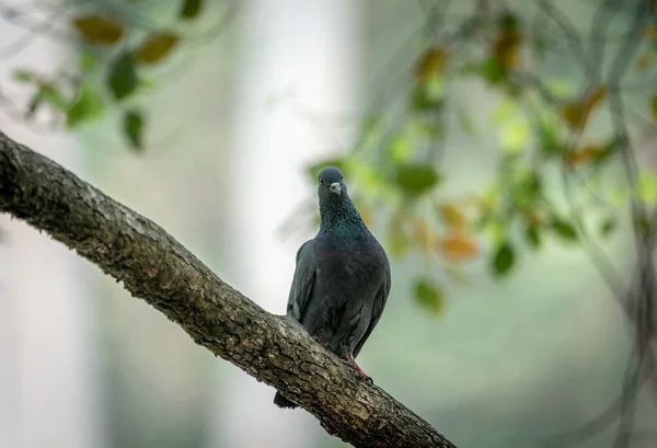 Pombo Sentado Galho Árvore Contra Fundo Brilhante — Fotografia de Stock