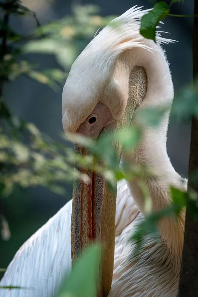 Pelicano Branco Atrás Uma Árvore Parcialmente Escondido Pelas Folhas — Fotografia de Stock