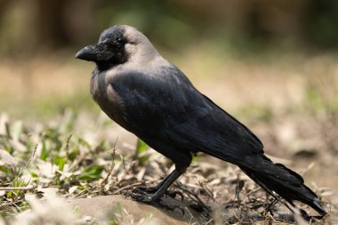 Gündüz vakti yerde duran bir ev kargasının yakın görüntüsü..
