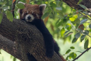 Bir hayvanat bahçesinde günün sıcağında ağaçta dinlenen kırmızı bir panda..