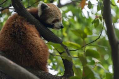 Bir hayvanat bahçesinde günün sıcağında ağaçta dinlenen kırmızı bir panda..
