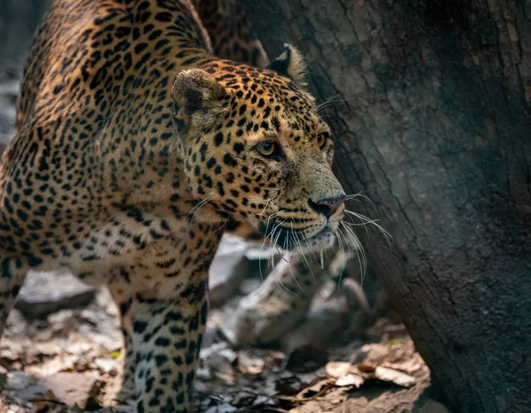 Léopard Commun Regardant Quelque Chose Dans Plume Dans Zoo — Photo