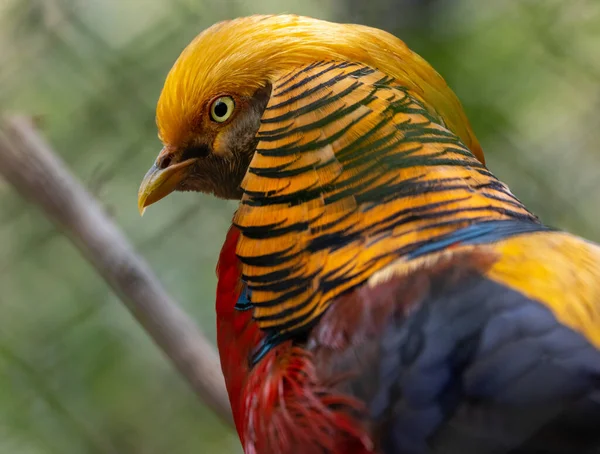 Uma Vista Frontal Perto Faisão Dourado Lindamente Colorido Zoológico — Fotografia de Stock