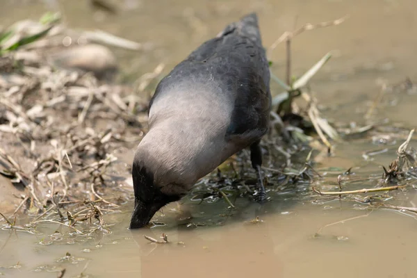 Eine Hauskrähe Trinkt Tagsüber Wasser Aus Einer Schlammpfütze — Stockfoto