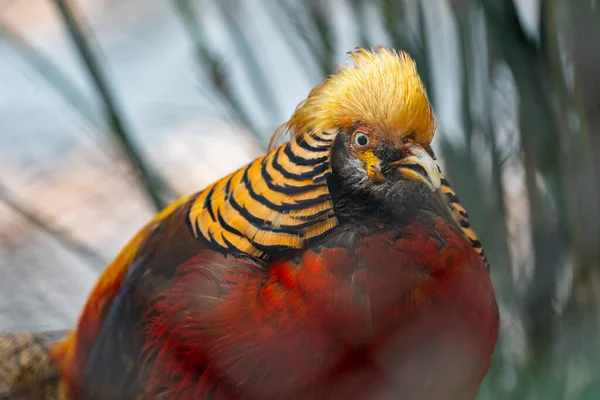 Uma Vista Frontal Perto Faisão Dourado Lindamente Colorido Zoológico — Fotografia de Stock