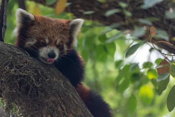 Panda Rouge Relaxant Dans Arbre Pendant Chaleur Jour Dans Zoo — Photo