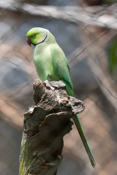 Rose Ringed Parakeet Perched Tree Stump Daytime — Stock Photo, Image