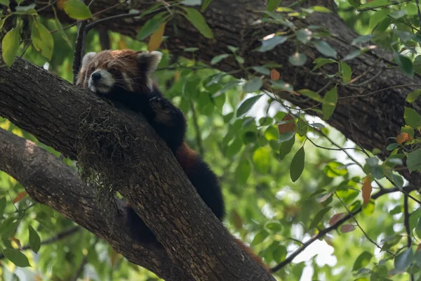 Panda Rosso Che Rilassa Albero Durante Caldo Del Giorno Uno — Foto Stock