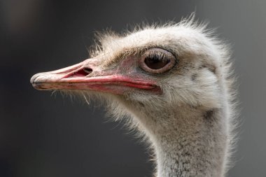 Hayvanat bahçesinde bulanık bir geçmişi olan devekuşu kafasının yakın plan portresi..