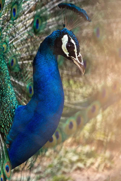 Retrato Perto Pavão Indiano Com Suas Penas Traseiras Espalhadas Fundo — Fotografia de Stock