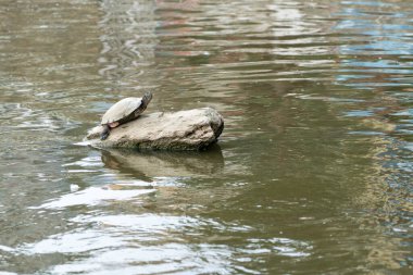Güneşli bir günde, bir gölde güneşlenen bir kaplumbağa..