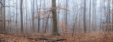 Ormanda kahverengi yapraklarla kaplı sisli bir kış sabahı.