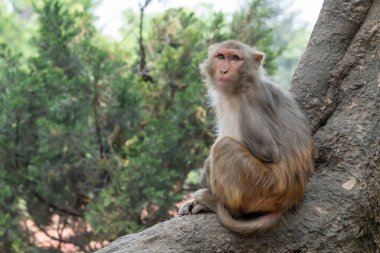 Ağaçta oturan bir maymun sıkılmış görünüyor..