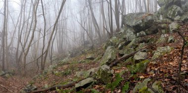 Sisli bir kış sabahı ormanda güzel bir manzara..