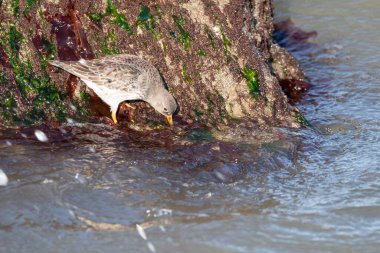 Bir kayanın üzerindeki yosunlarda yiyecek arayan lanet bir dönüm noktası..