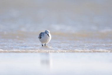 Kumsalda suyun içinde duran bir çulluk..