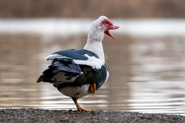 一只站在湖边嘎吱嘎吱叫的农场鸭 — 图库照片