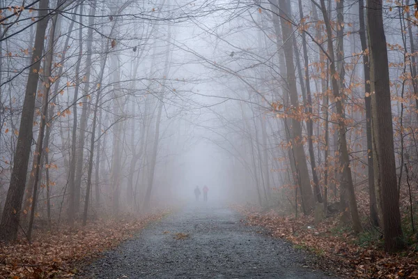 Two people walking in the distance on a dirt road in the forest on a foggy winter morning.