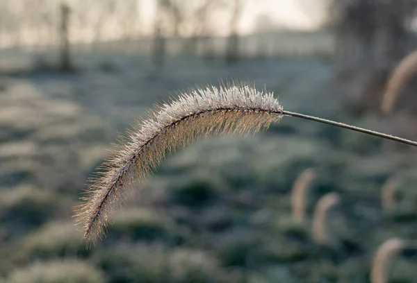 Une Queue Renard Couverte Rosée Matin Lumière Lever Soleil — Photo