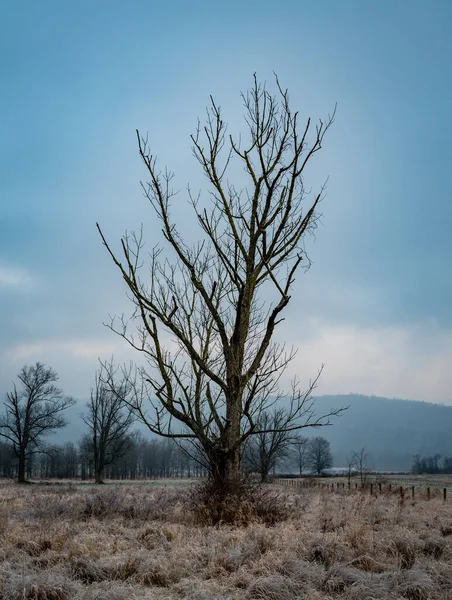 A lone tree standing in a field in the winter season.