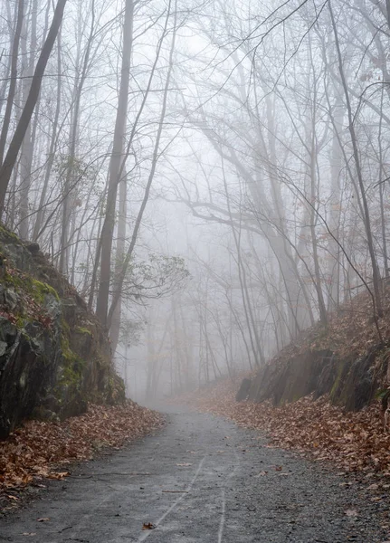 Portrait Oriented Photo Road Forest Foggy Winter Morning — Stock Photo, Image